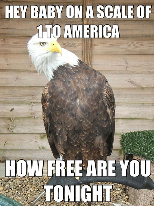 Hey baby on a scale of 1 to America how free are you tonight?