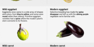 Common foods before and after humans domesticated them.