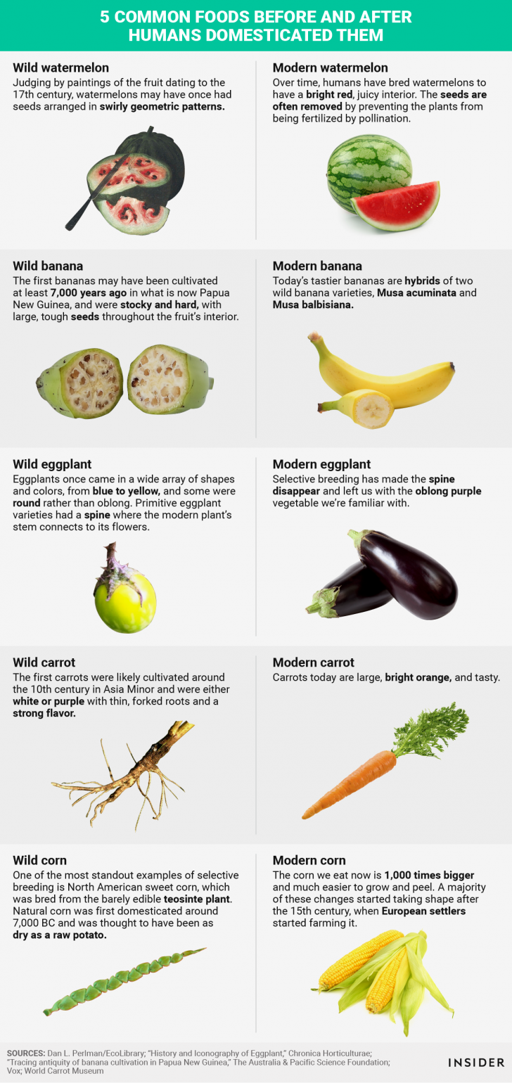 Common foods before and after humans domesticated them.