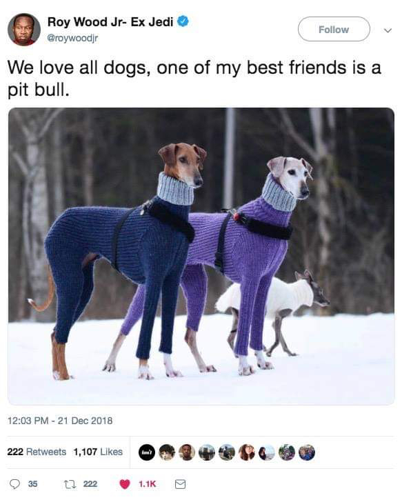 We love all dogs