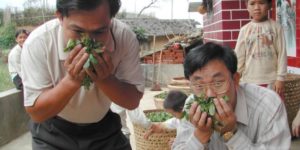 Tea masters in China smelling fresh tea leaves.