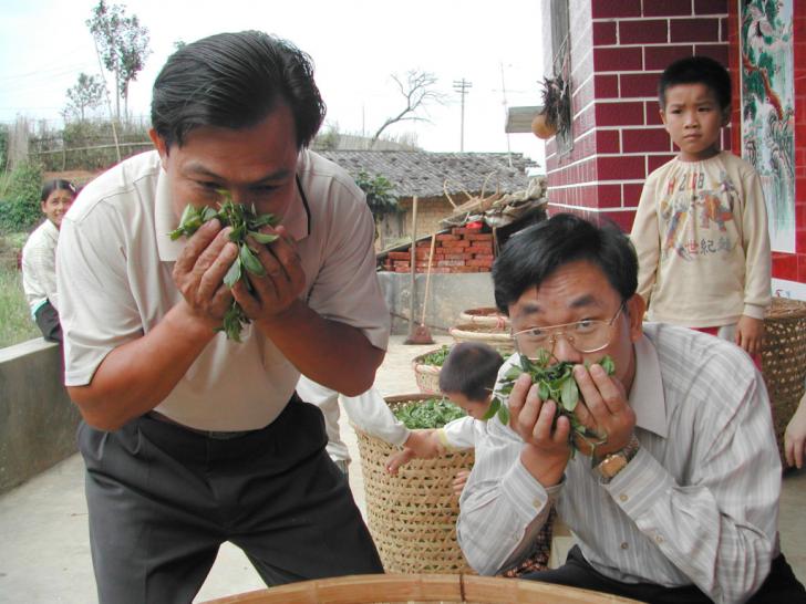 Tea masters in China smelling fresh tea leaves.