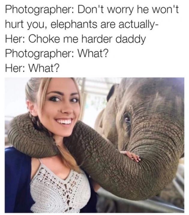 Elephant are gentle giants.