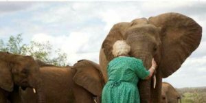 Hug the elephants.