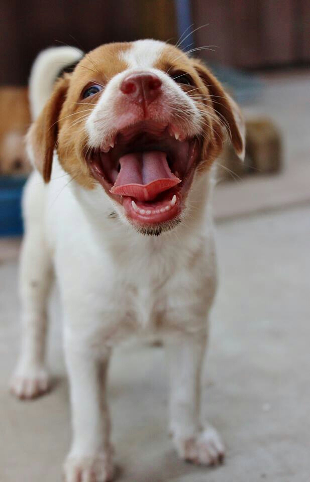 A friend told her dog to smile and this happened.