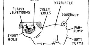 Anatomy of a Pug.