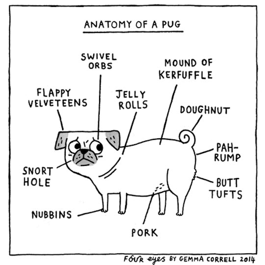 Anatomy of a Pug.