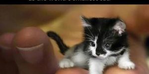 Mr+Peebles+May+Look+Like+A+Kitten