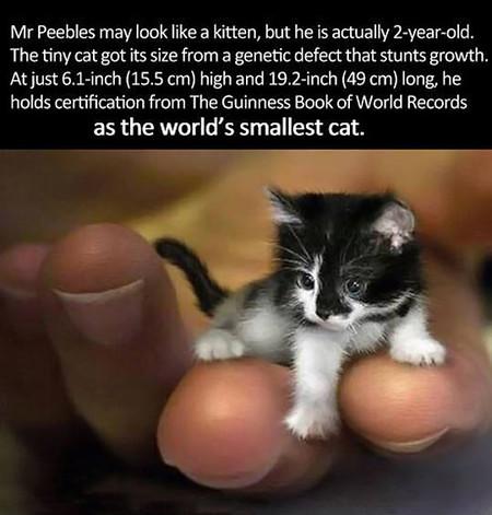 Mr Peebles May Look Like A Kitten