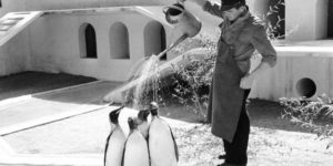 Watering Penguins in Copenhagen Zoo, 1957