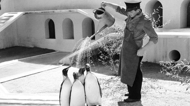 Watering Penguins in Copenhagen Zoo, 1957