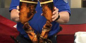 TSA found 20-Pound Live Lobster in passengers bag.