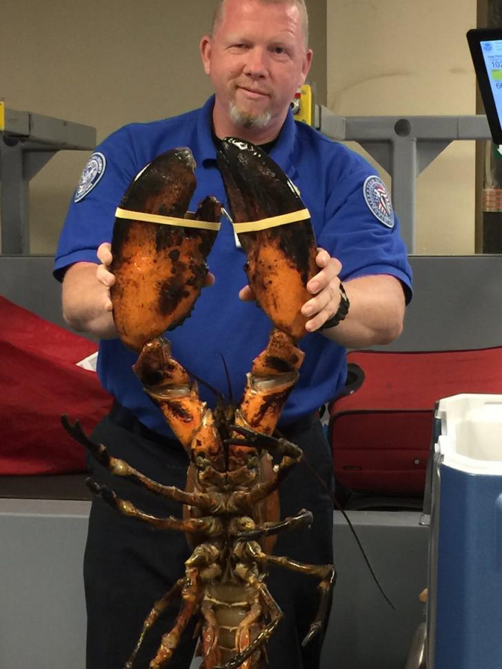 TSA found 20-Pound Live Lobster in passengers bag.