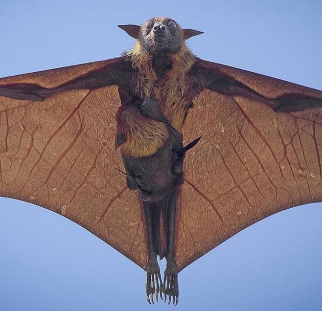 Mamma Indian Flying Fox and her baby