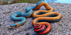 The regal ring-neck snake.