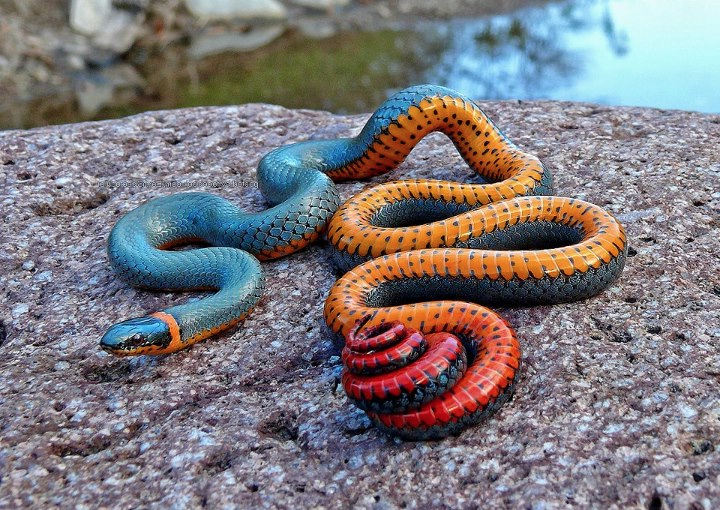 The regal ring-neck snake.