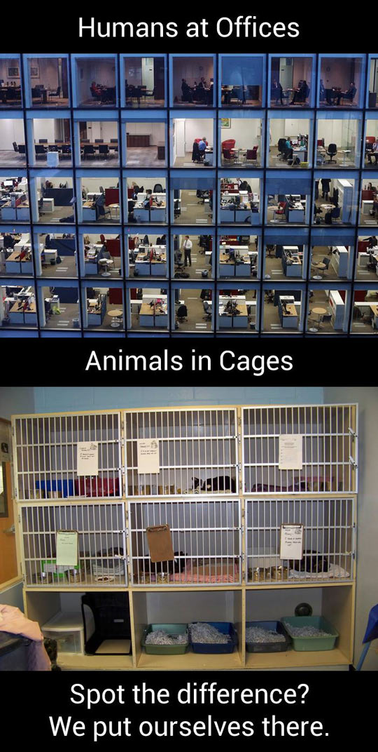 Humans Vs. Animals