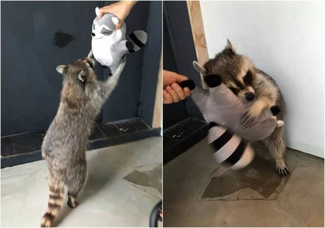 Trashpanda's need stuffed animals too.