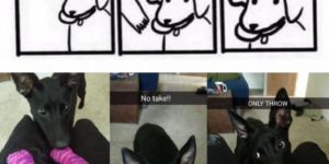 My puppy demonstrating the dog logic in this comic