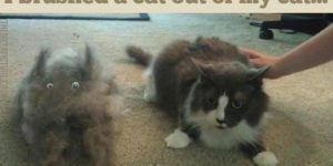 Yeah you should brush your cat more often.