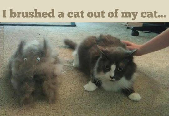 Yeah you should brush your cat more often.