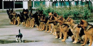 The final test of police dogs.
