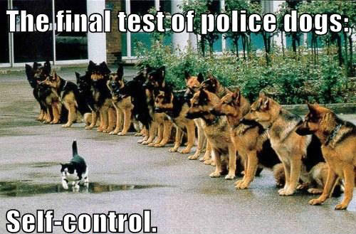 The final test of police dogs.