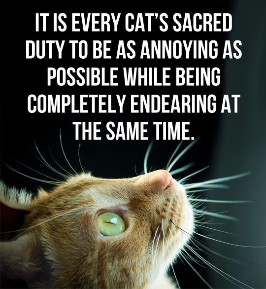 Every cat's sacred duty...