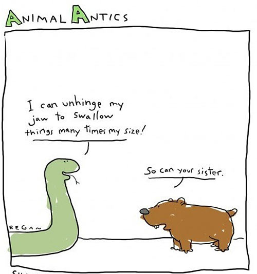 Animal Antics.