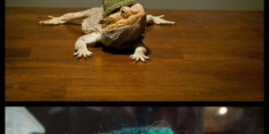 Bearded dragons wearing hats.