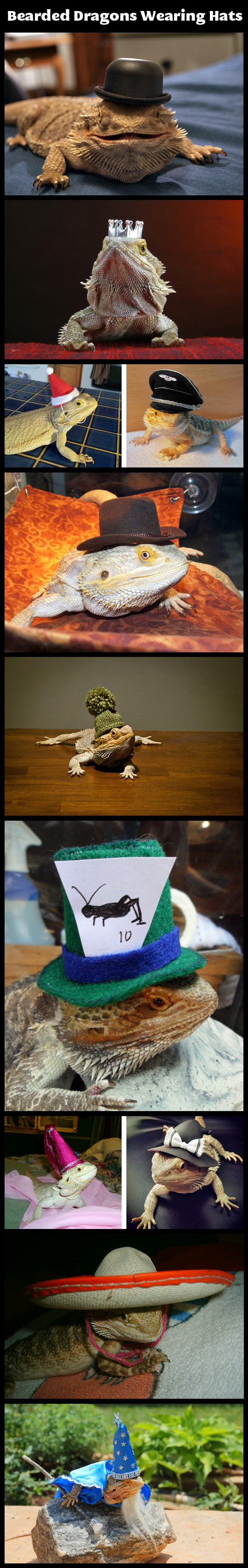 Bearded dragons wearing hats.