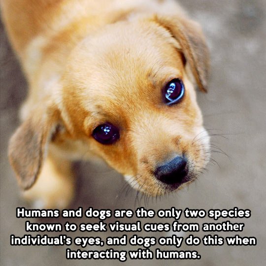 Humans and dogs.