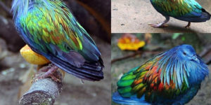 The Nicobar Pigeon.