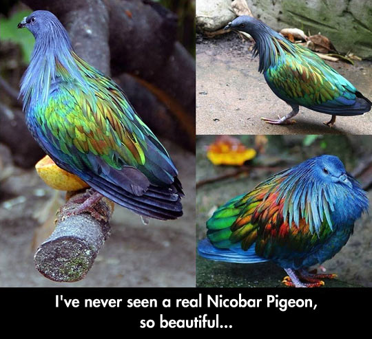 The Nicobar Pigeon.
