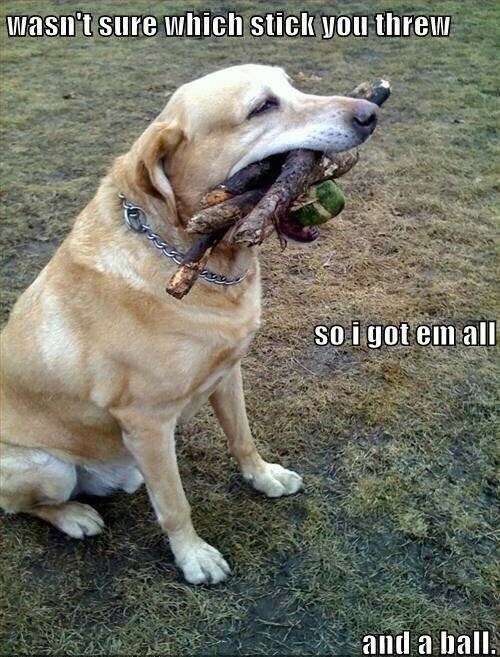 Every time I take my dog to the park.