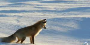 The+Arctic+Fox%2C+one+of+the+most+graceful+and+majestic+animals+in+the+world
