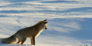 The Arctic Fox, one of the most graceful and majestic animals in the world