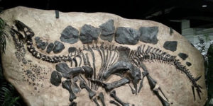 Complete Skeleton Of A Stegosaurus