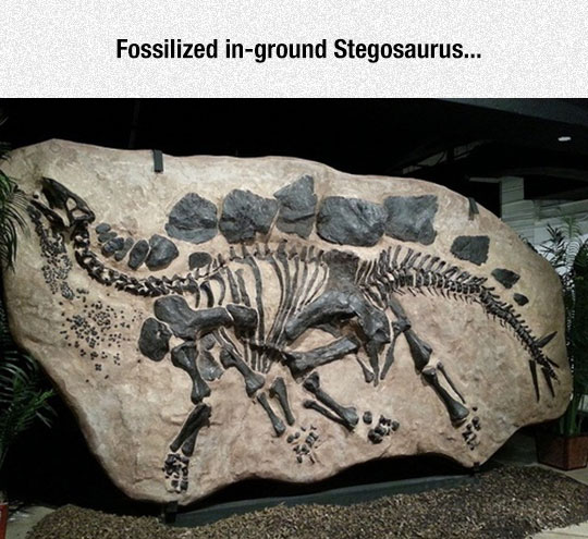 Complete Skeleton Of A Stegosaurus