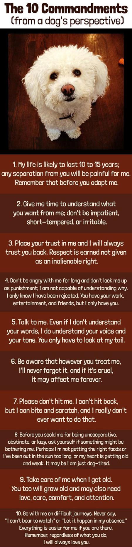 The 10 Commandments From A Dog's Perspective