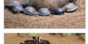 Capybara,the most wholesome animal
