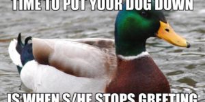 Advice from a veterinarian