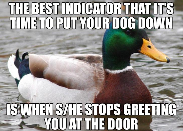 Advice from a veterinarian