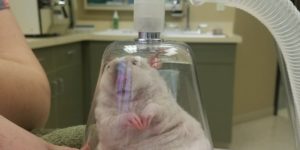 A rat being given anaesthesia.  Good night, sweet rodent.