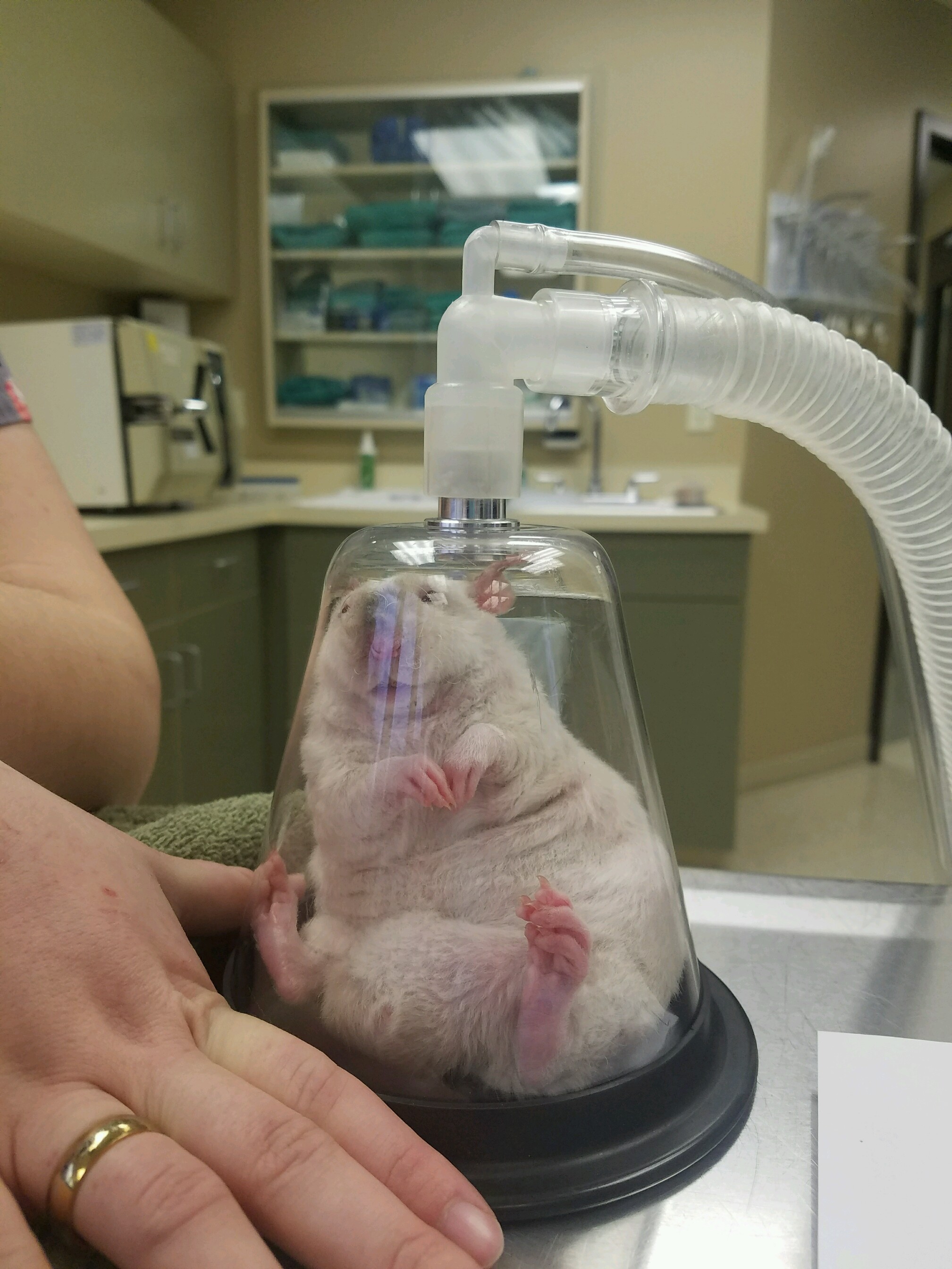 A rat being given anaesthesia.  Good night, sweet rodent.