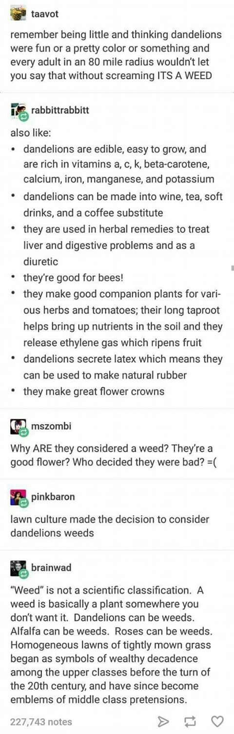 Won't somebody please think of the dandelions?!