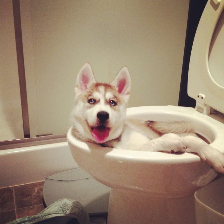 Left my baby husky alone for a minute...