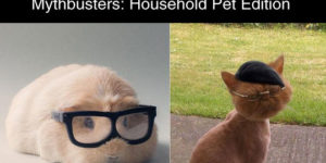 Mythbuster: Household pet edition