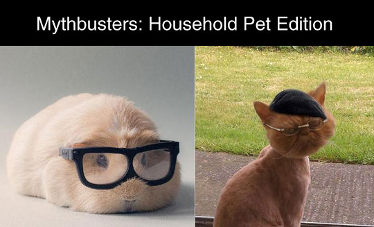 Mythbuster: Household pet edition