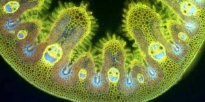 If youre having a bad day, here are some grass cells